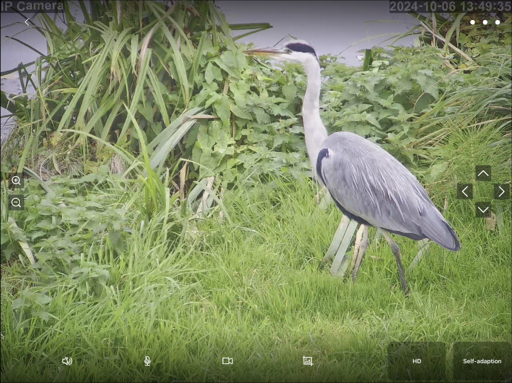 Wildlife - Image 18