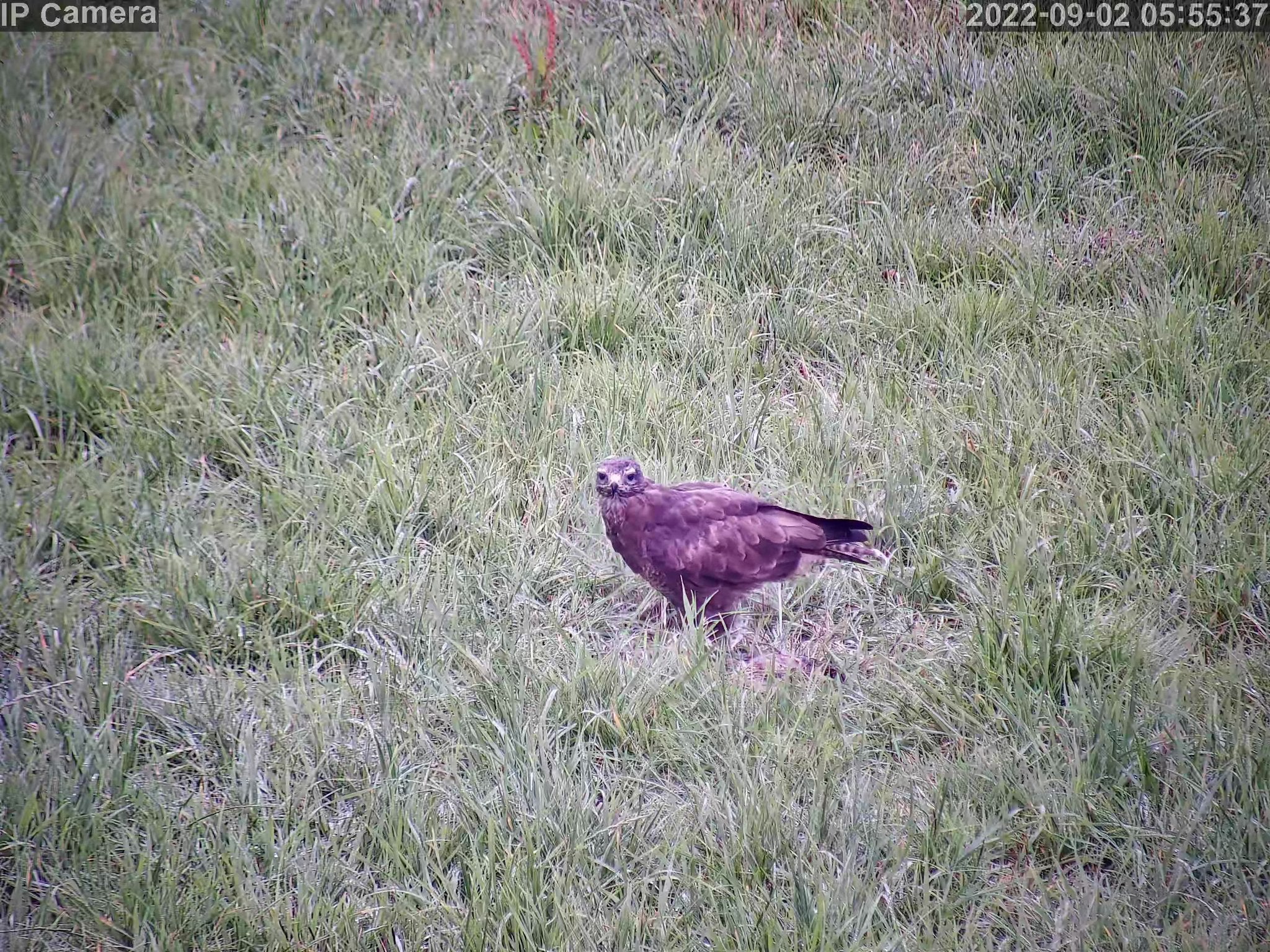Wildlife - Image 19
