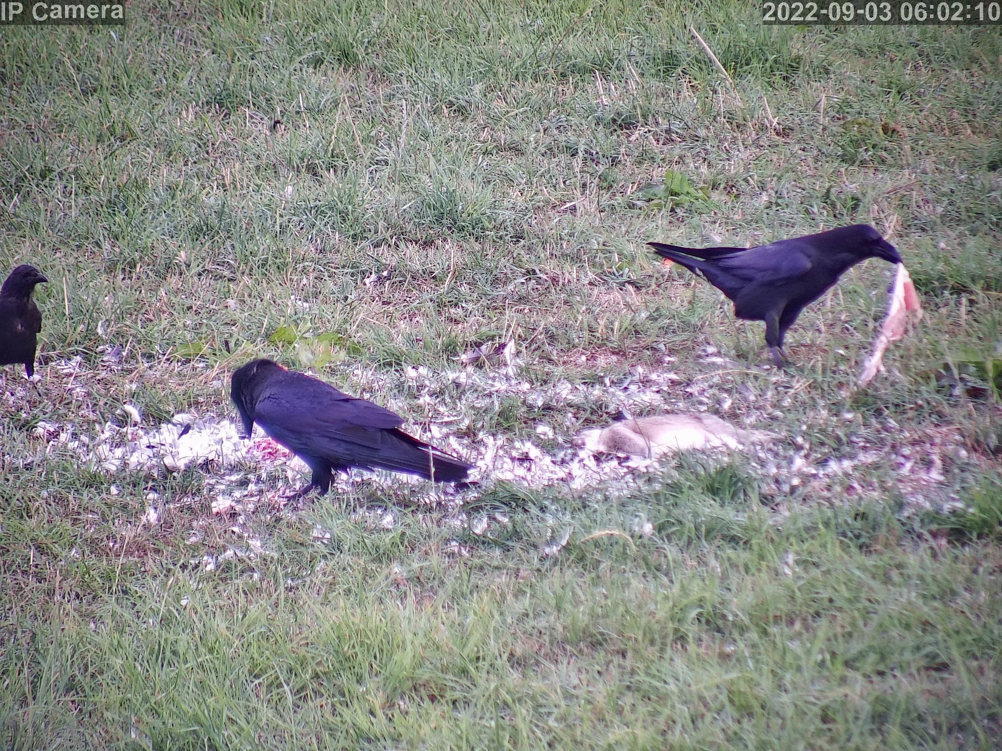 Wildlife - Image 21