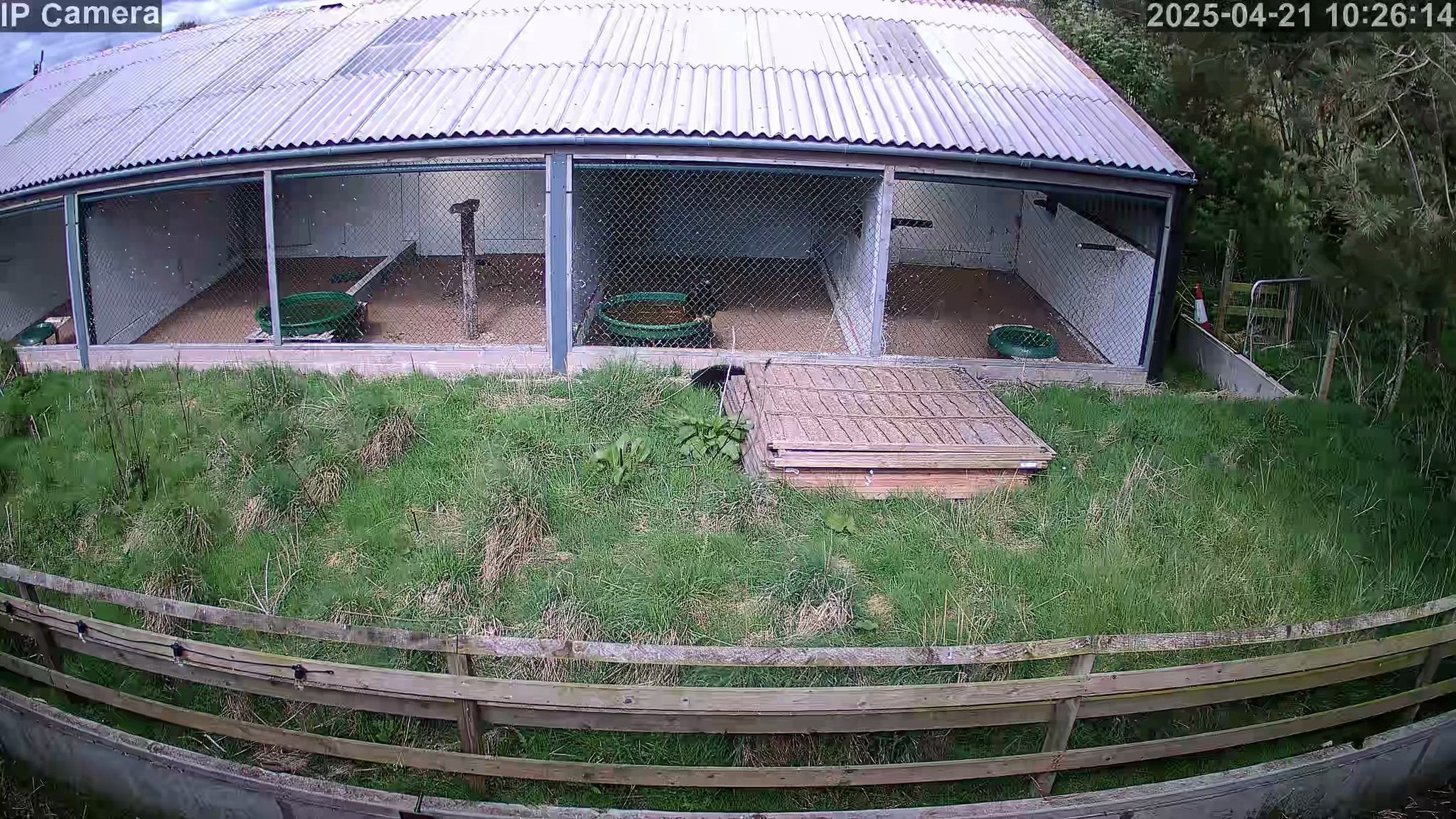 Wildlife - Image 22